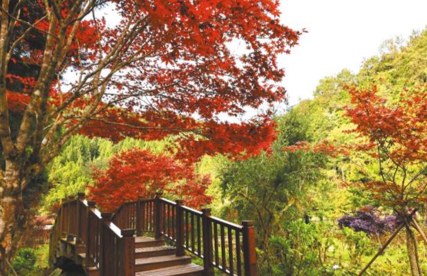 杉林溪紫葉槭景觀