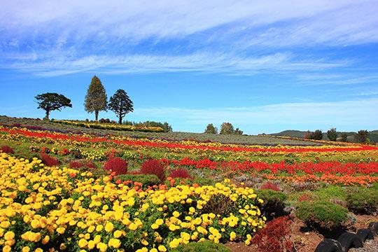 美瑛亚斗梦之丘