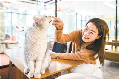 台灣貓貓咖啡廳