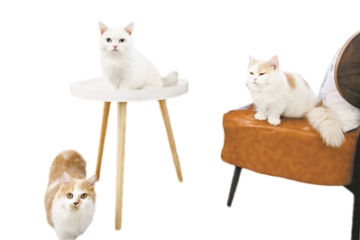 咖啡廳貓咪特寫