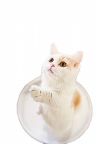 貓咪咖啡廳環境