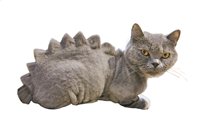 不同品種的店貓